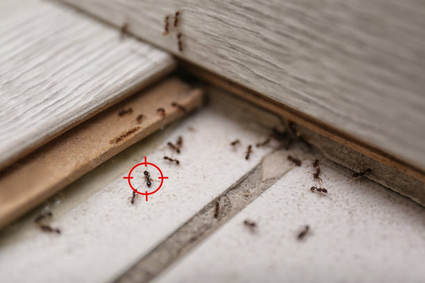 Best Best Pest Control Companies  in Rogers City, MI