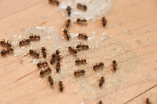Best Mosquito Control Services  in Rogers City, MI