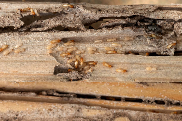 Best Cockroach Control Services  in Rogers City, MI