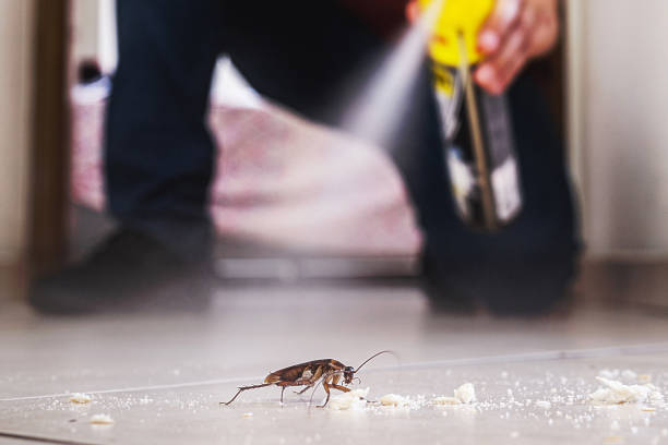 Best Ant Control Services  in Rogers City, MI
