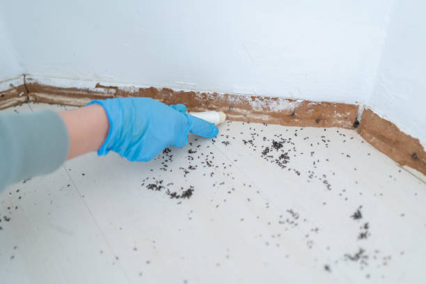Best Wasp Removal Services  in Rogers City, MI